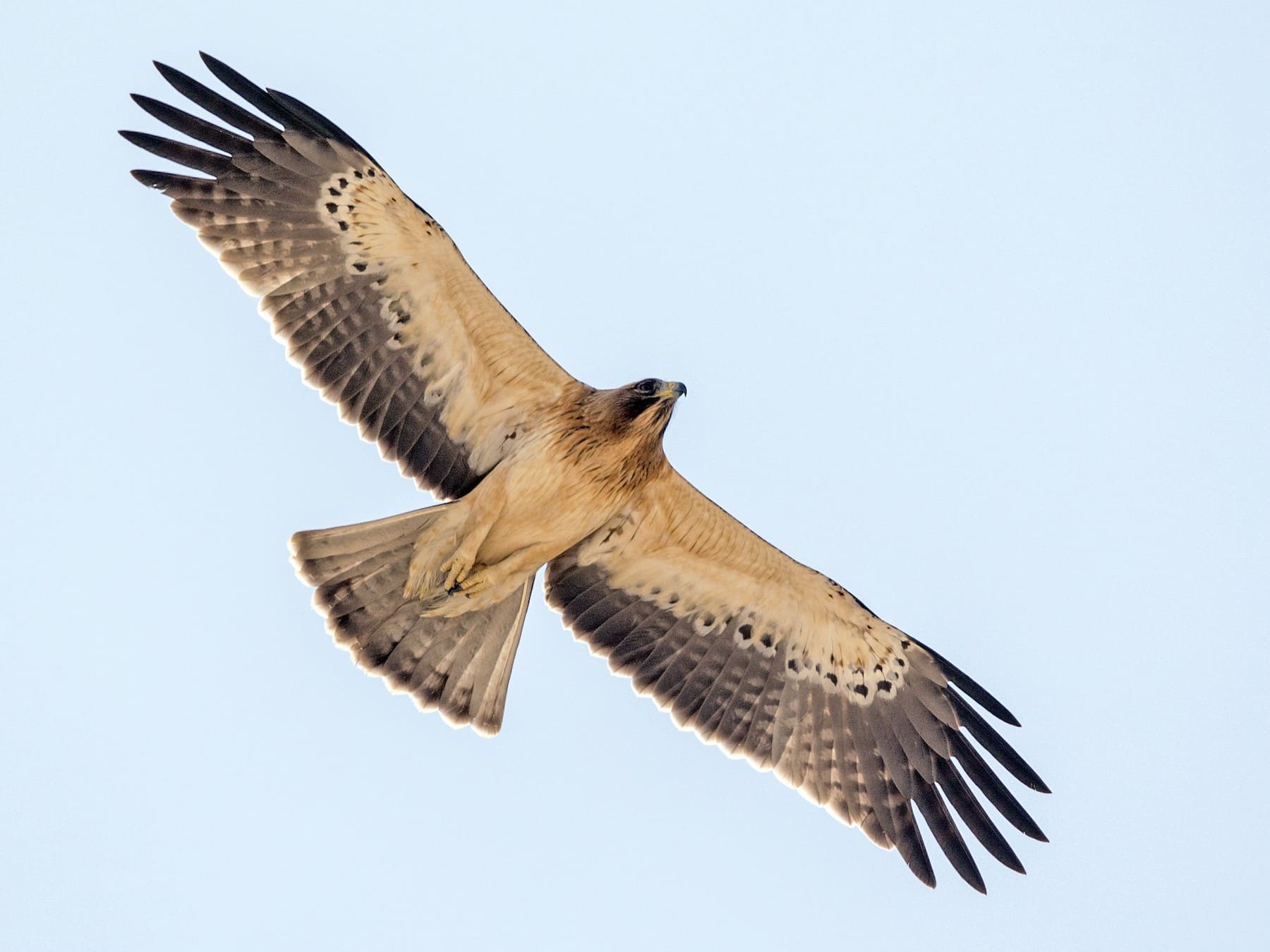 Hieraaetus pennatus